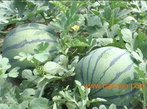 山东网红团队吃瓜事件,揭秘网络舆论风波背后的真相