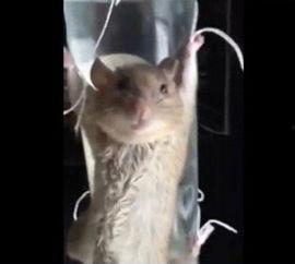 最新爆料老鼠视频,最新老鼠视频曝光,触目惊心现场直击 第3张 最新爆料老鼠视频,最新老鼠视频曝光,触目惊心现场直击 第3张